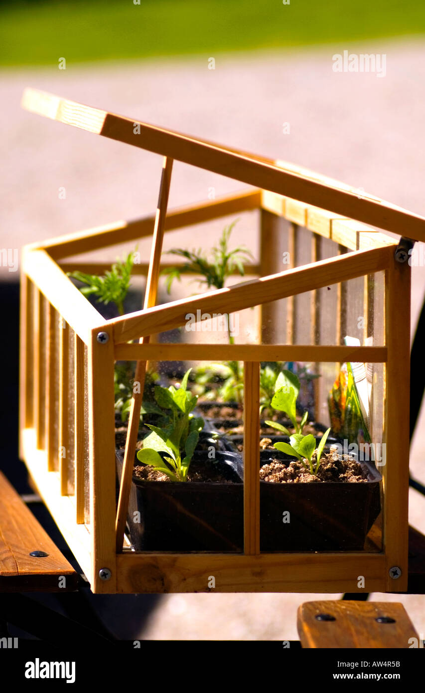 Mini table top greenhouse Stock Photo Alamy