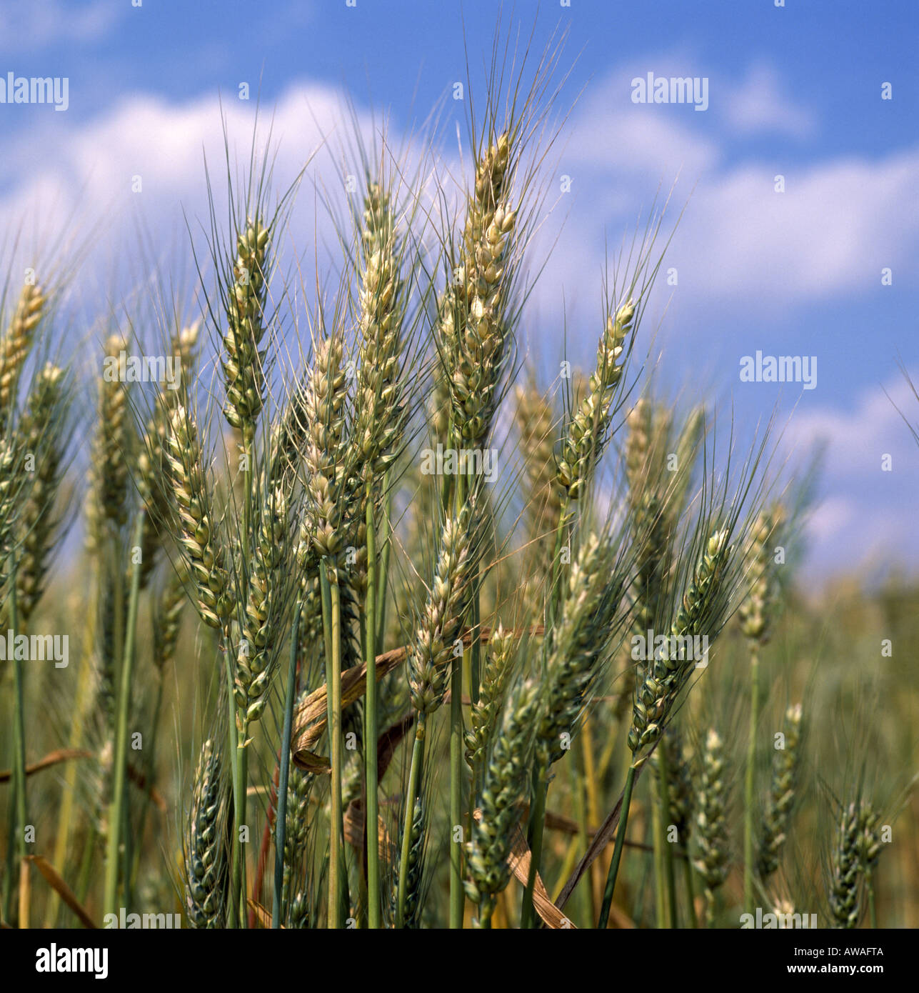 grain hires stock photography and images Alamy