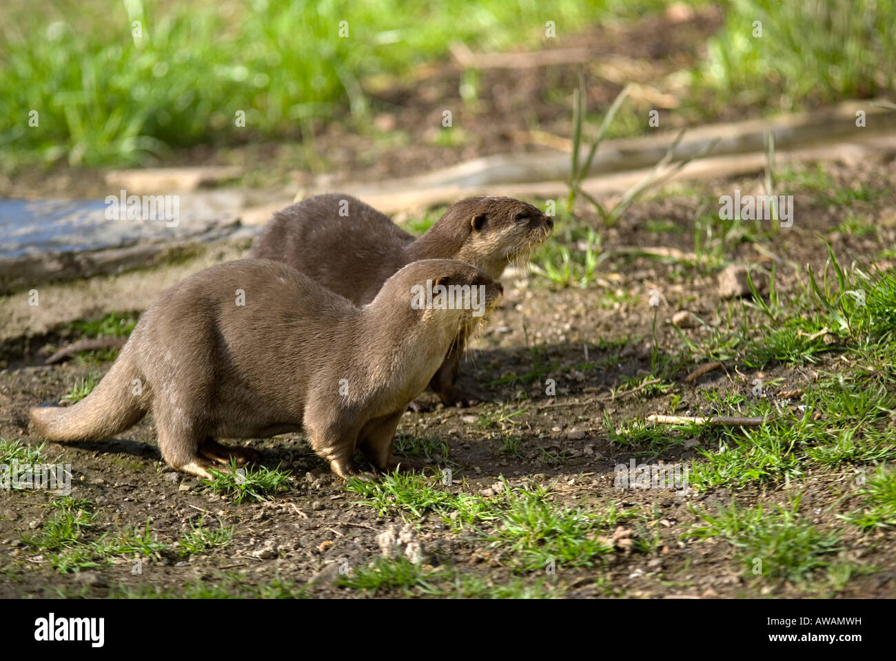 Dartmoor zoo hires stock photography and images Alamy