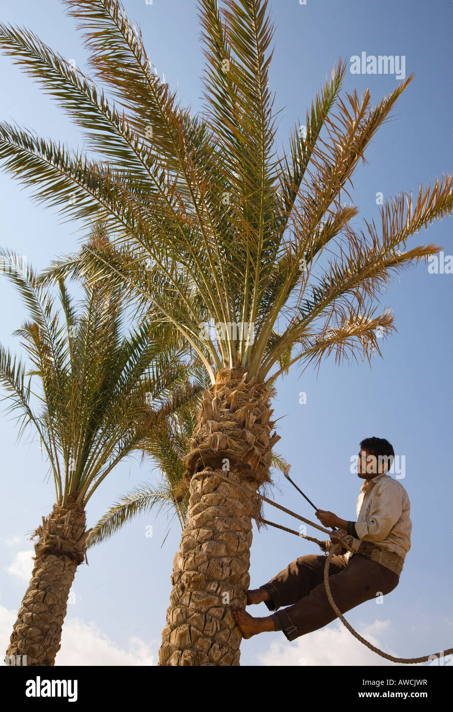 Man climbing palm tree to trim some of the leaves and tree trunk Stock Photo Alamy