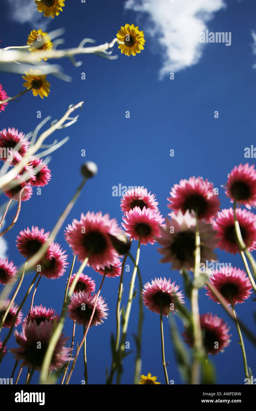 Paper daisies Stock Photo, Royalty Free Image 16565688 Alamy