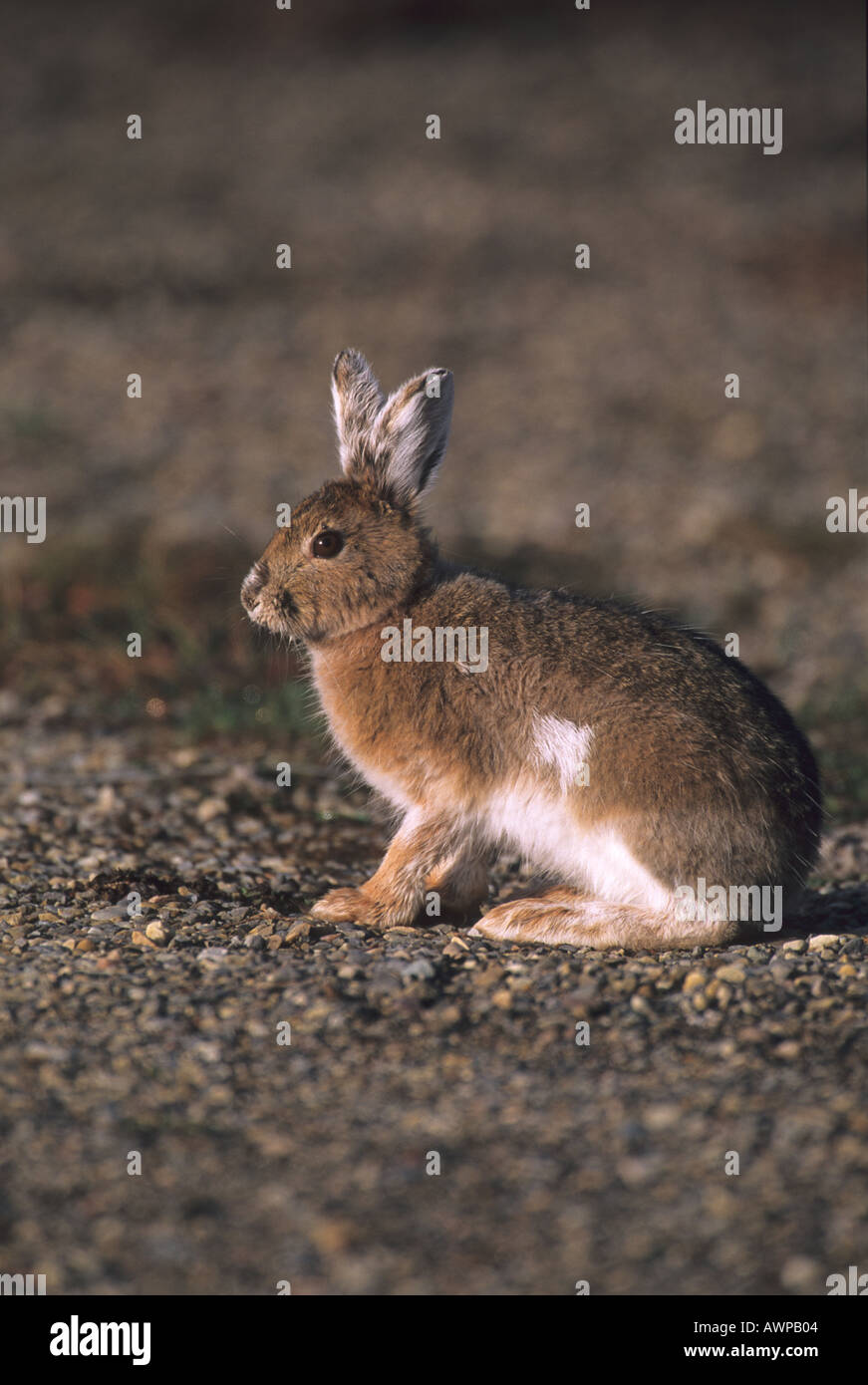 Snowshoe hare changing hires stock photography and images Alamy