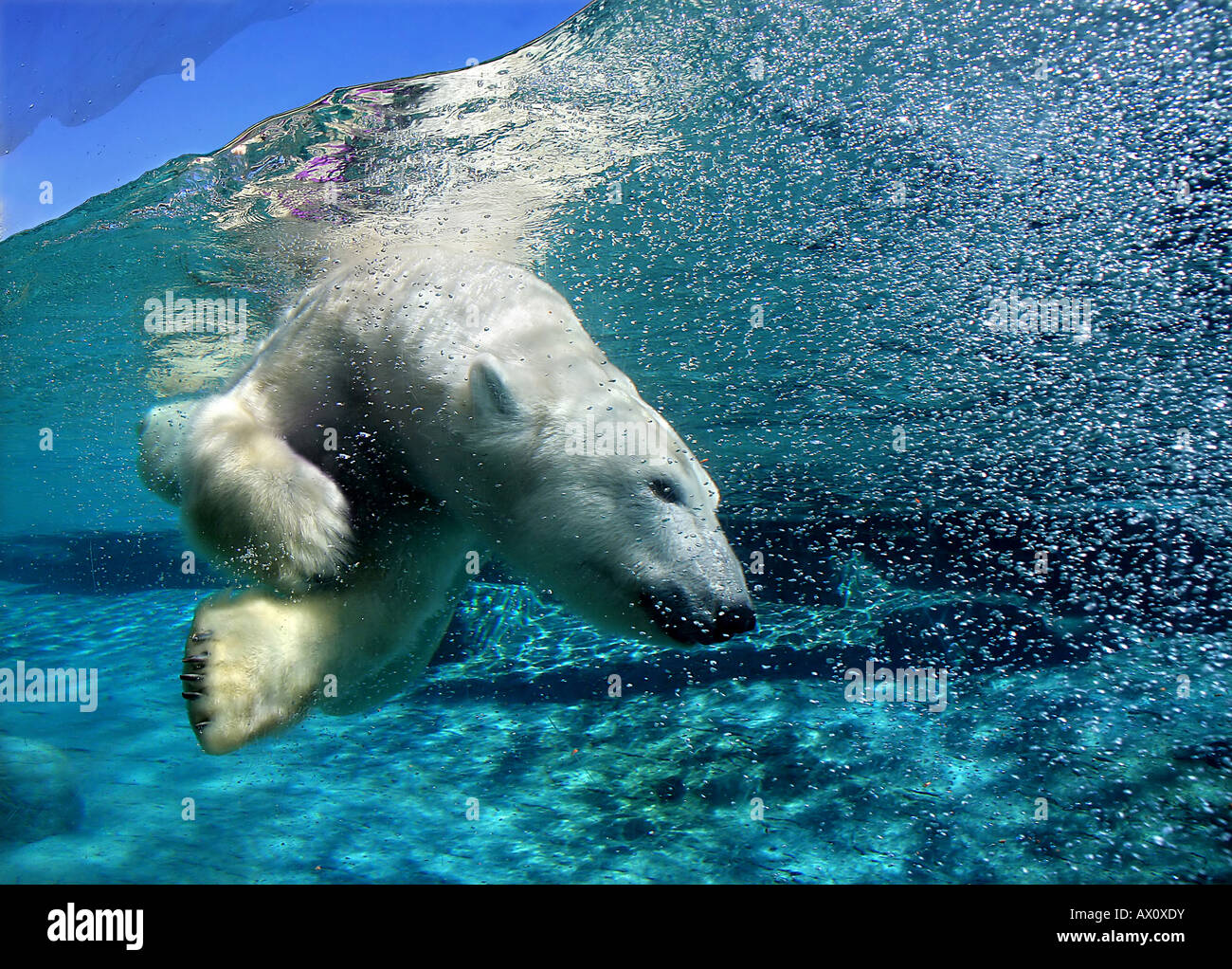 Polar bear diving Stock Photo, Royalty Free Image 16692422 Alamy