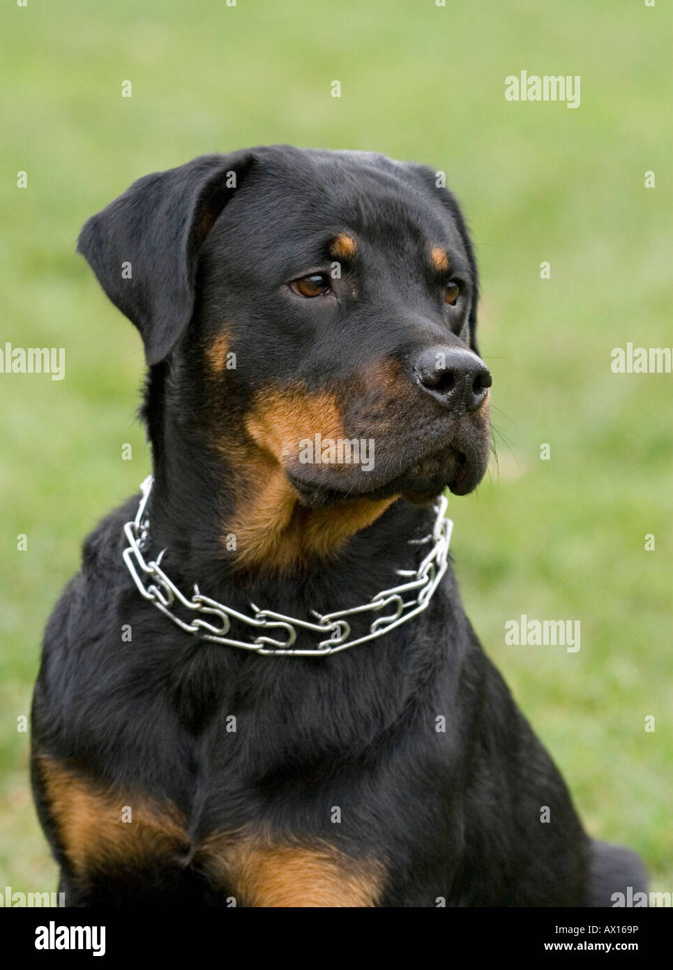 Rottweiler portrait Stock Photo Alamy