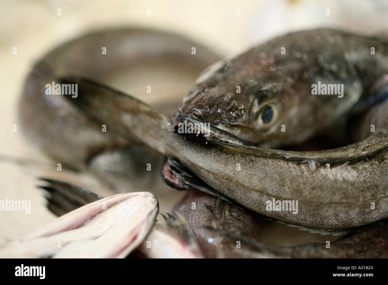 Eel on display Stock Photo Alamy