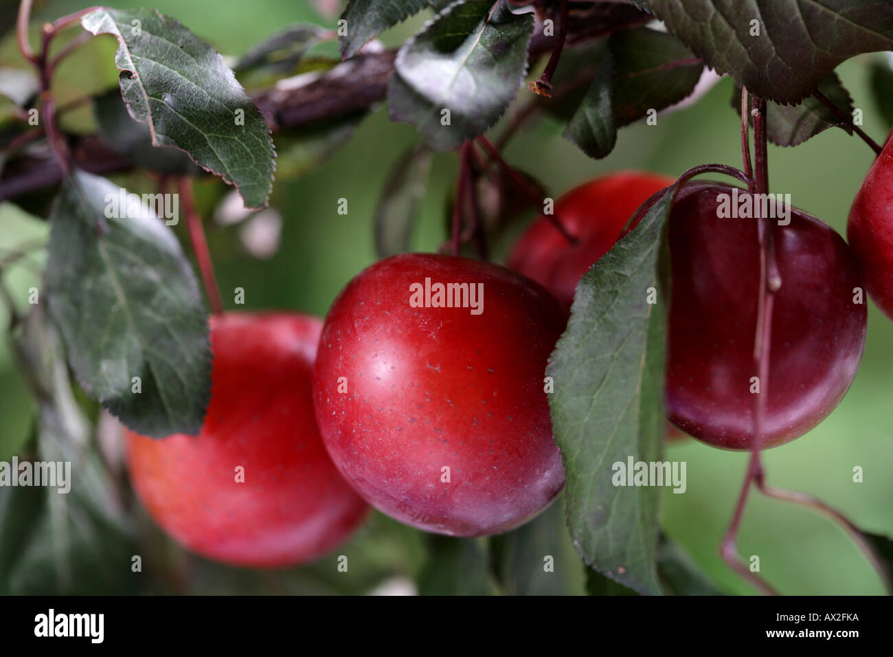 Plum branch detail Stock Photo Alamy
