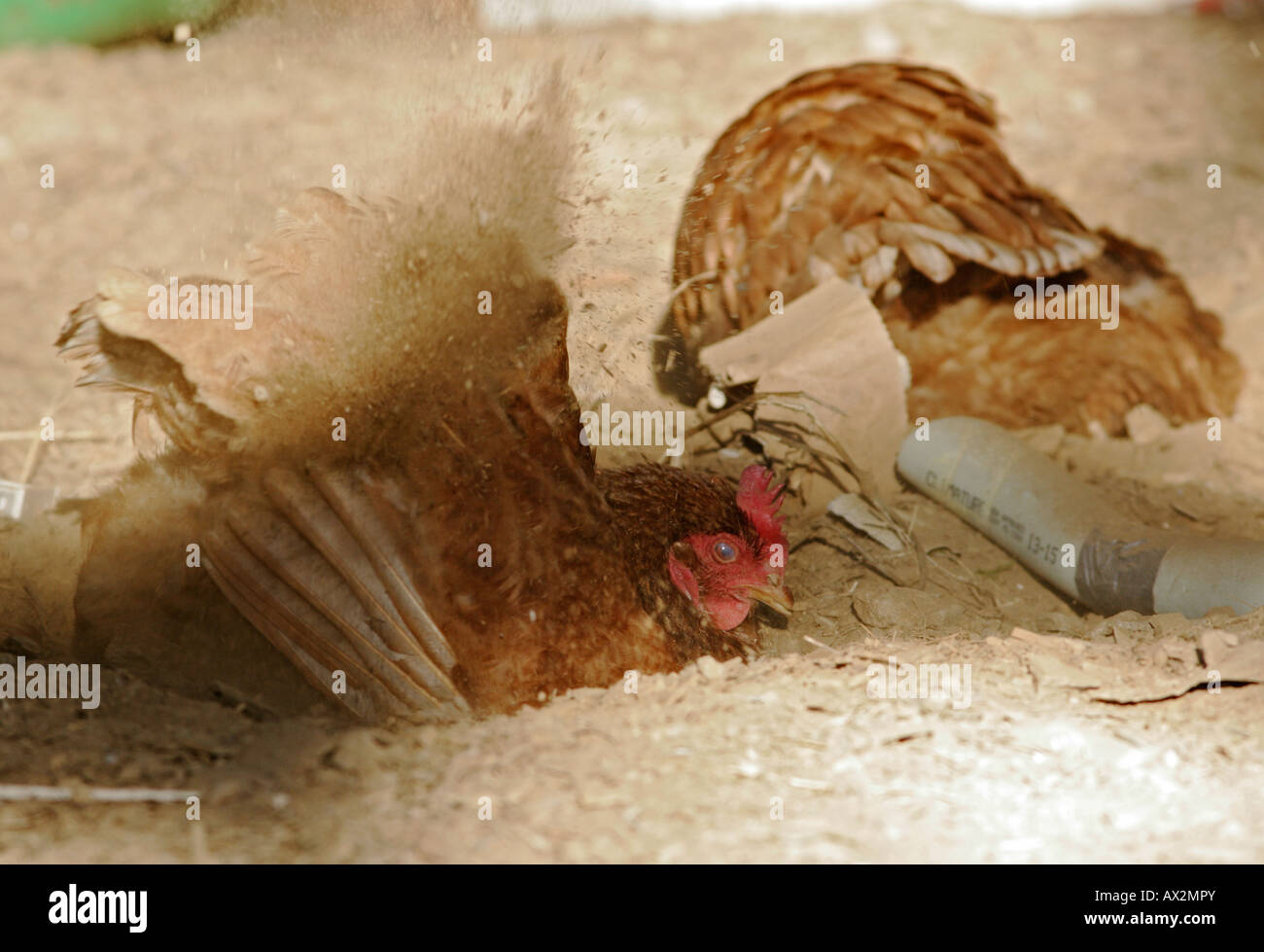 Chicken dust bathing Stock Photo Alamy