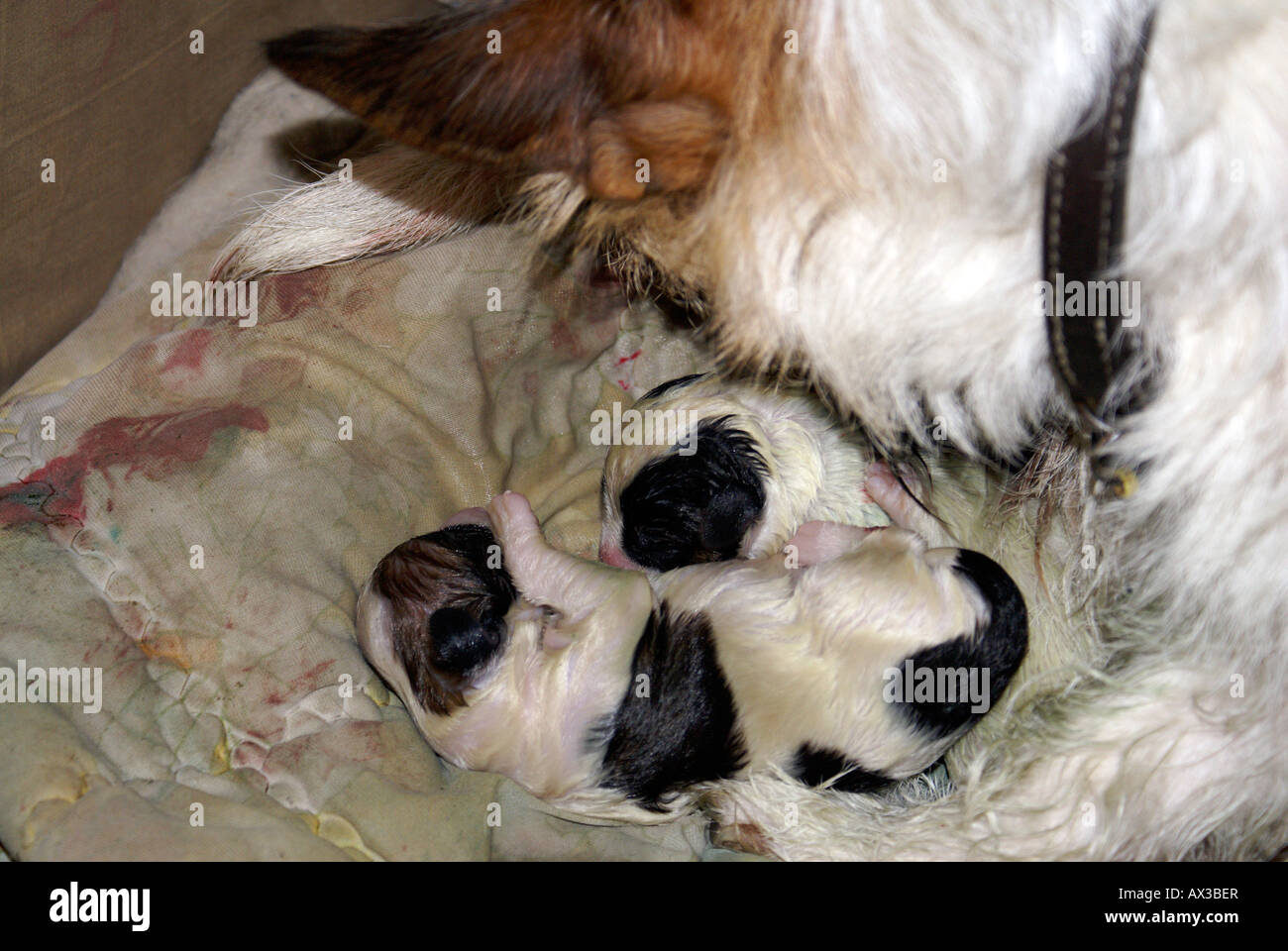 Newborn jack russell hires stock photography and images Alamy