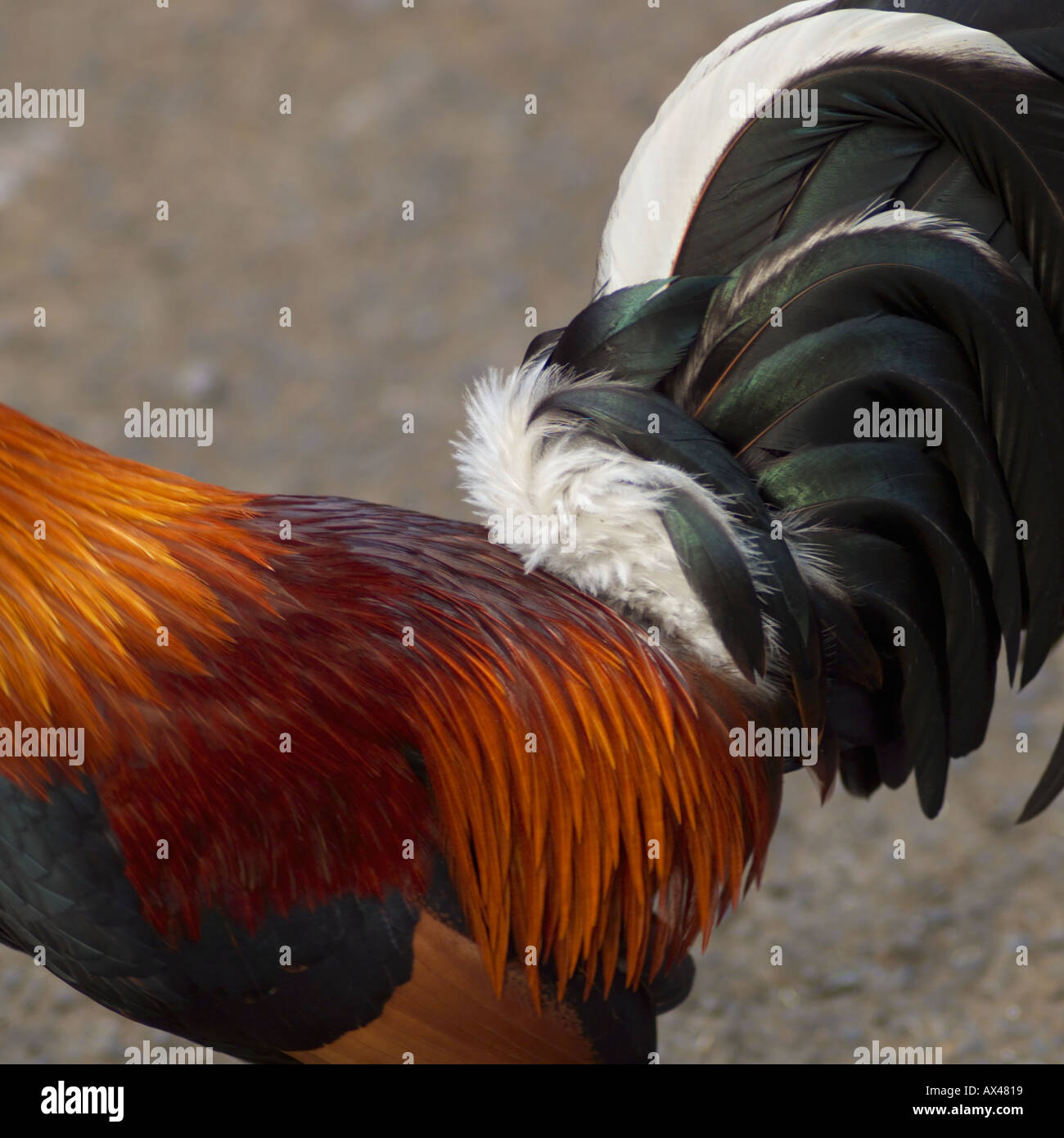 wild rooster Stock Photo Alamy