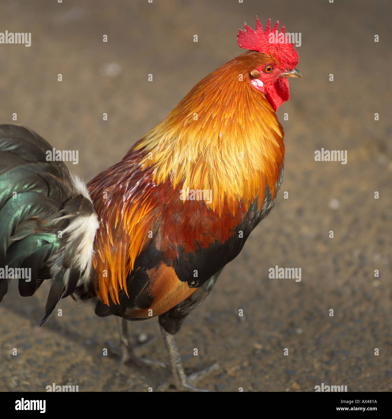 wild rooster Stock Photo Alamy