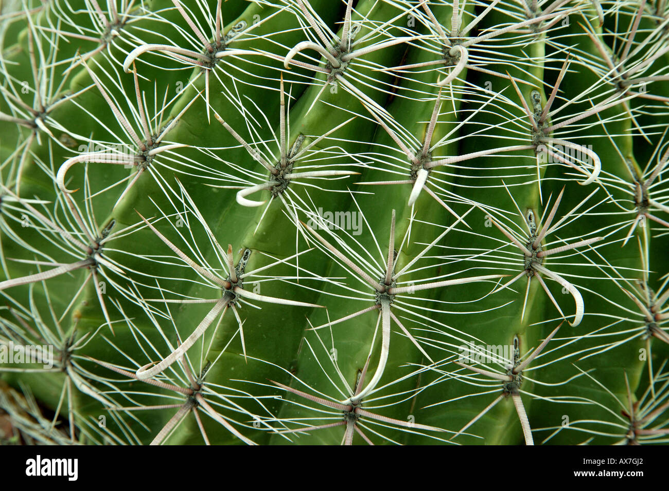 Fishhook Cactus Stock Photo Alamy