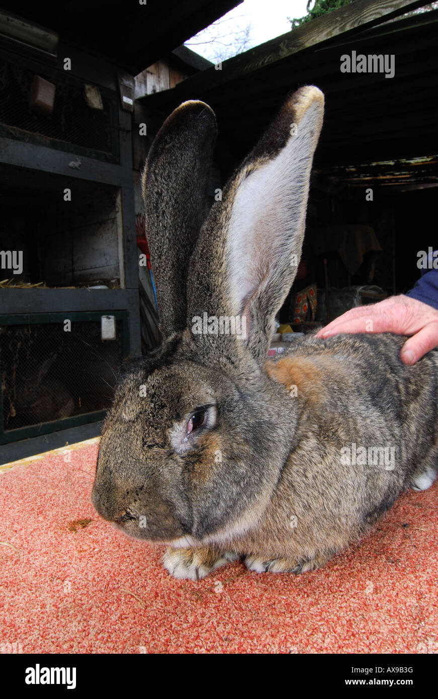 German giant hires stock photography and images Alamy