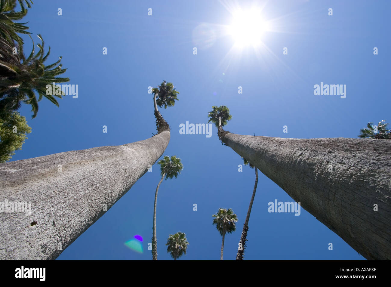 Tall palm trees Stock Photo Alamy