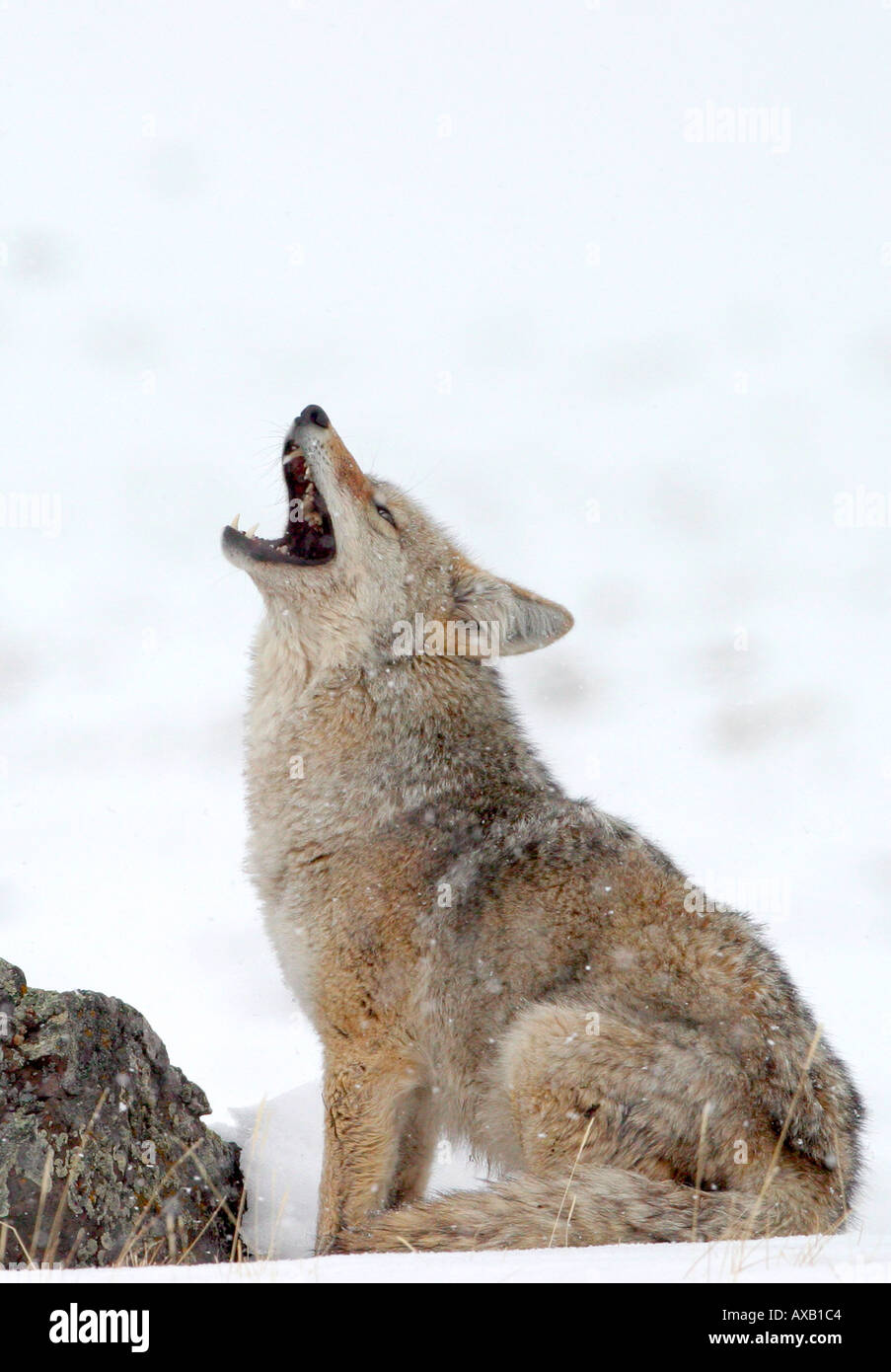Coyote howling Stock Photo Alamy
