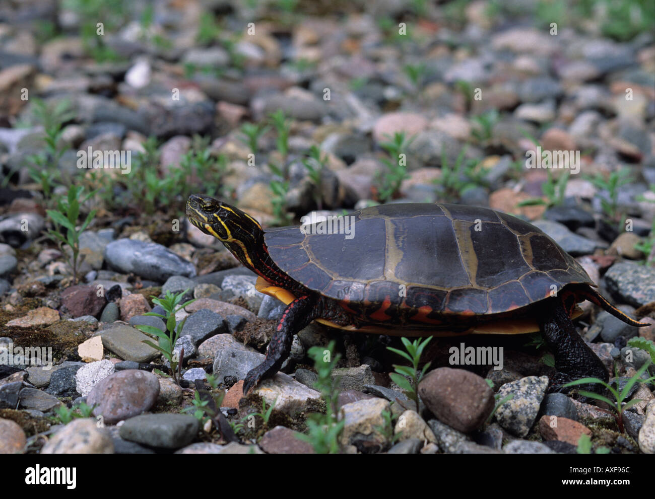 Eastern Painted Turtle Stock Photo Alamy