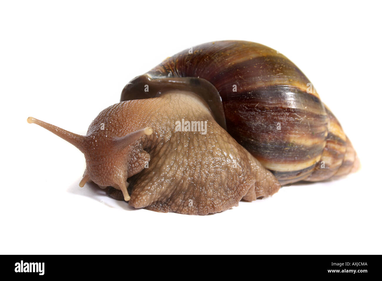 Giant African snail Stock Photo Alamy