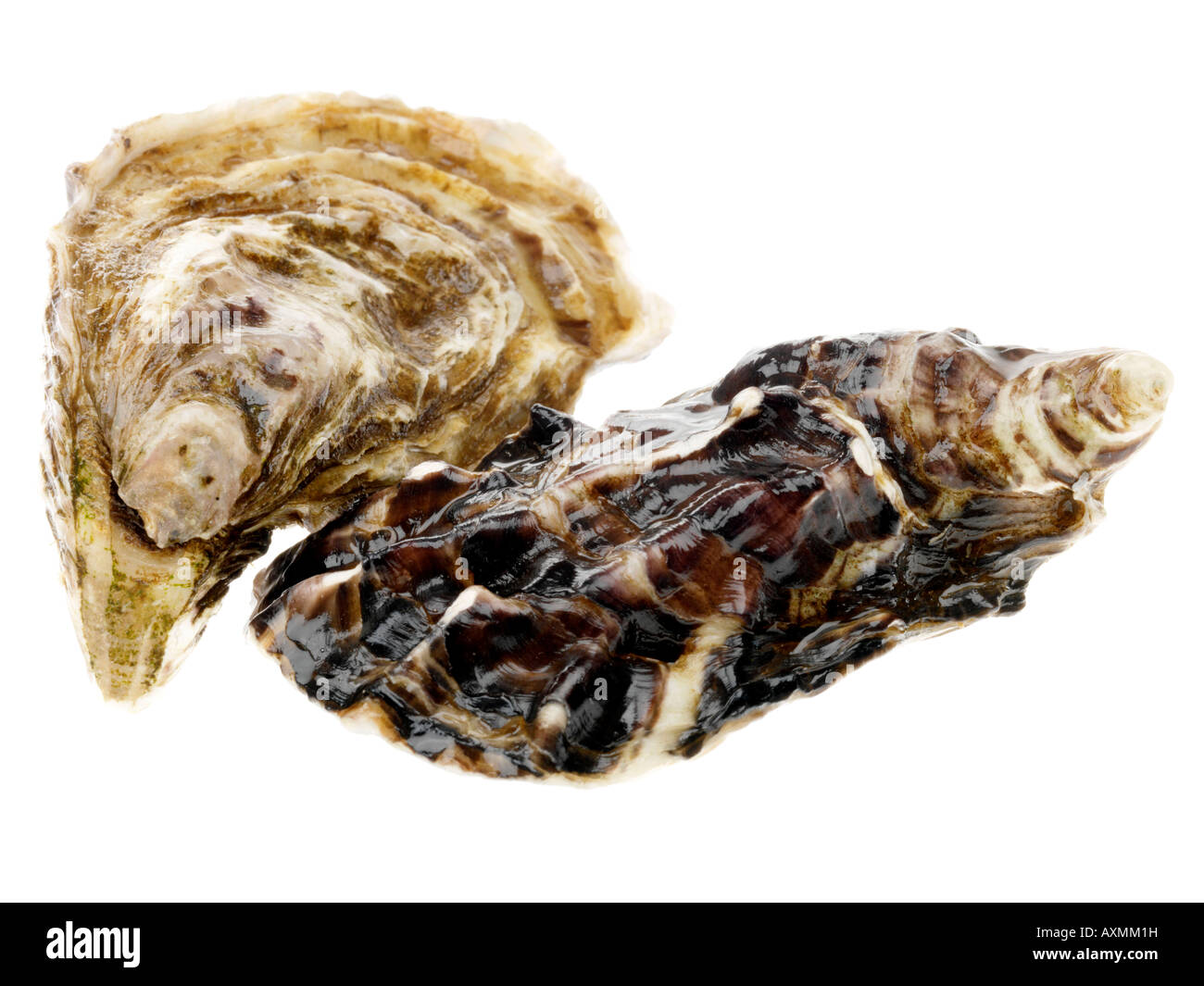 Uncooked oysters hires stock photography and images Alamy