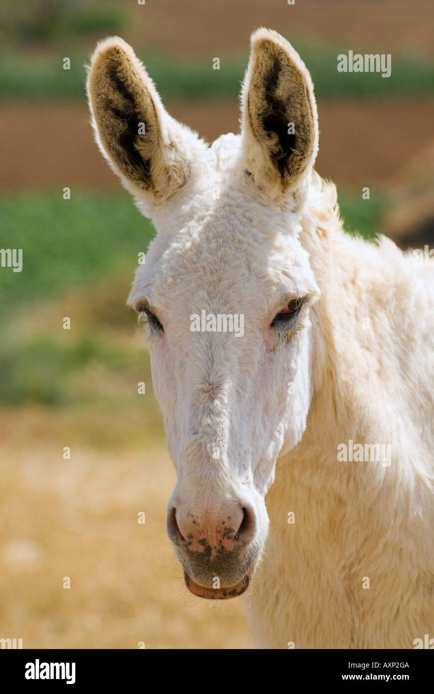 White donkey hires stock photography and images Alamy