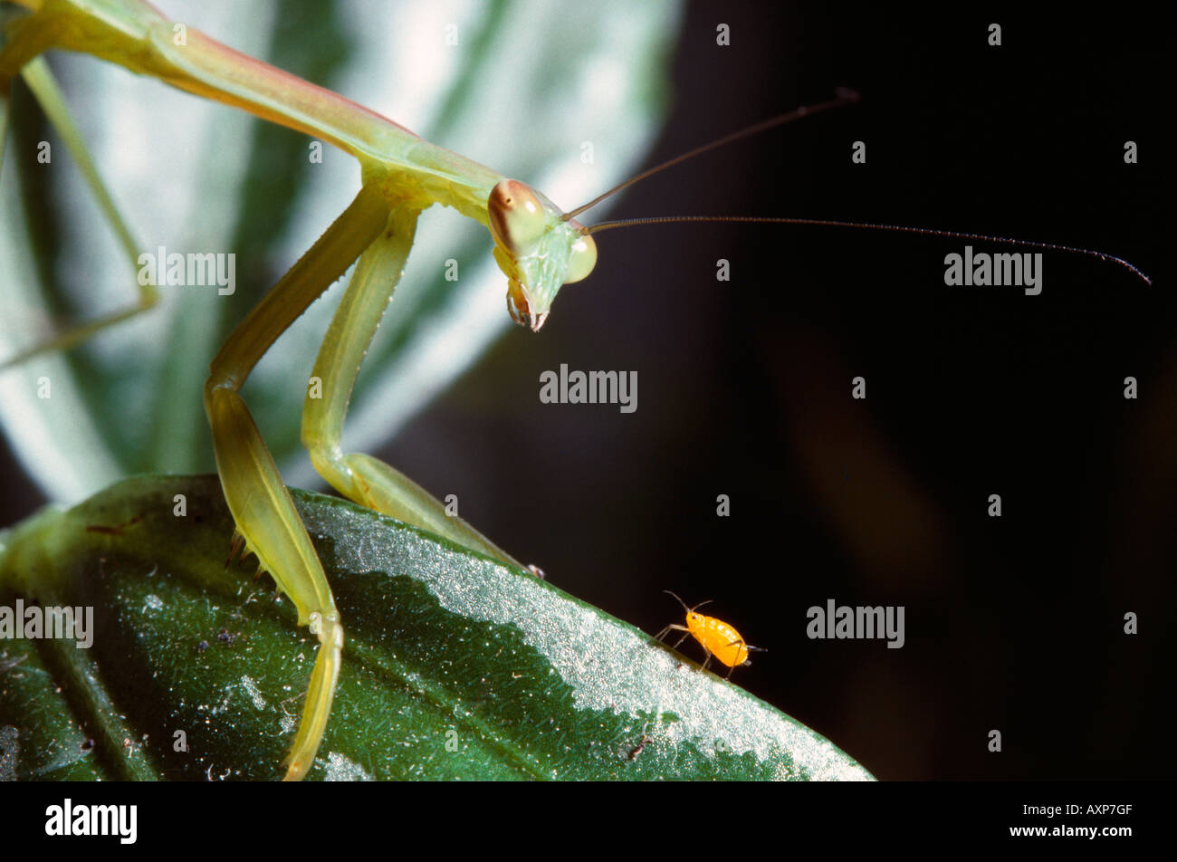 Praying Mantis and Aphid Stock Photo Alamy