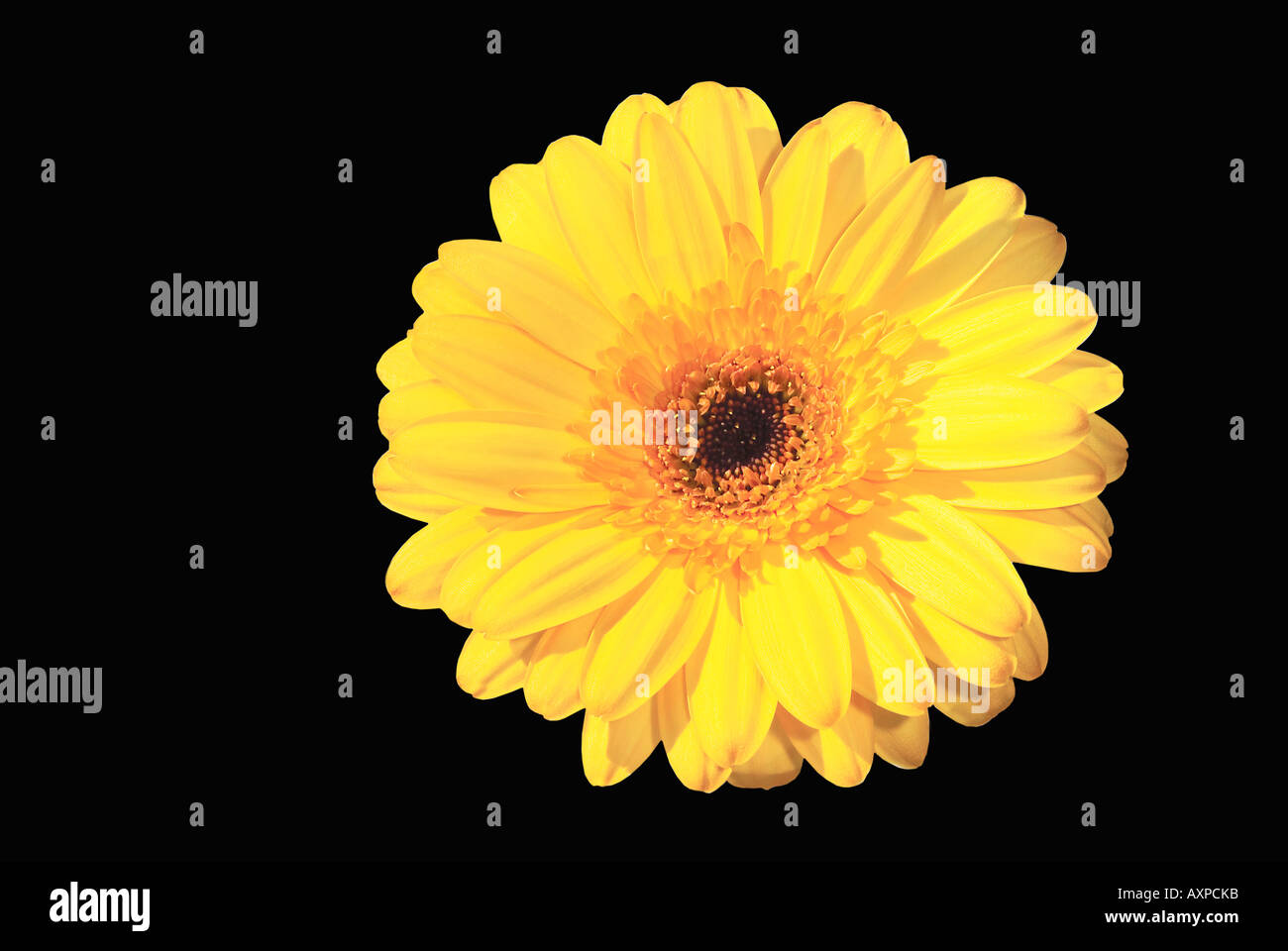 Yellow Gerbera daisy Stock Photo Alamy