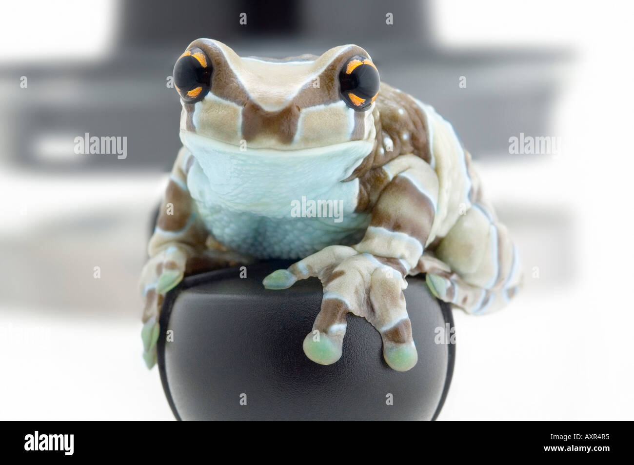 Amazon milk frog Stock Photo Alamy
