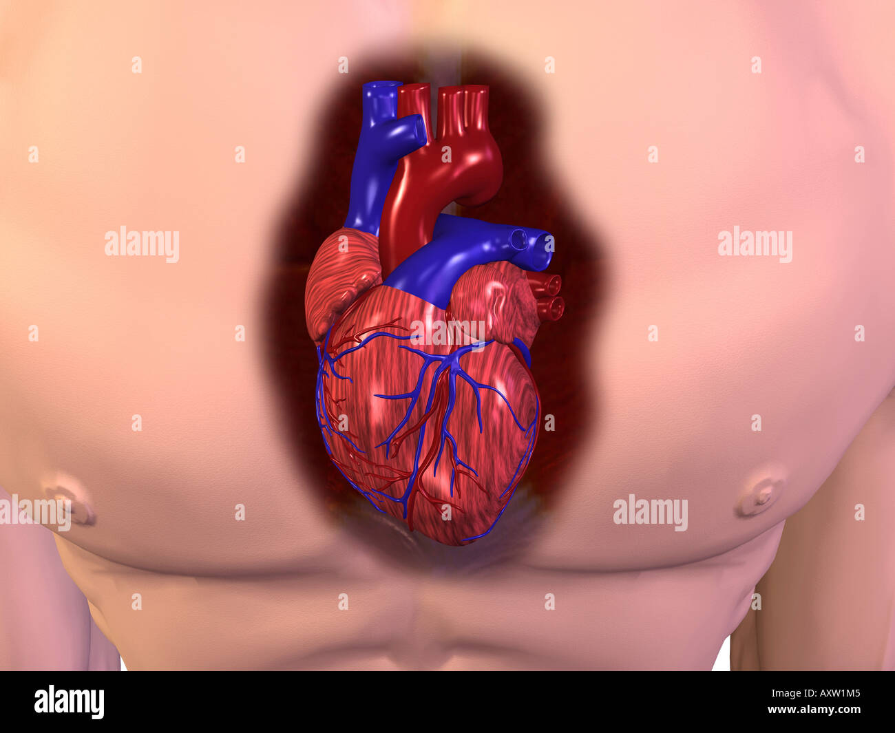 Human heart chest cavity hires stock photography and images Alamy