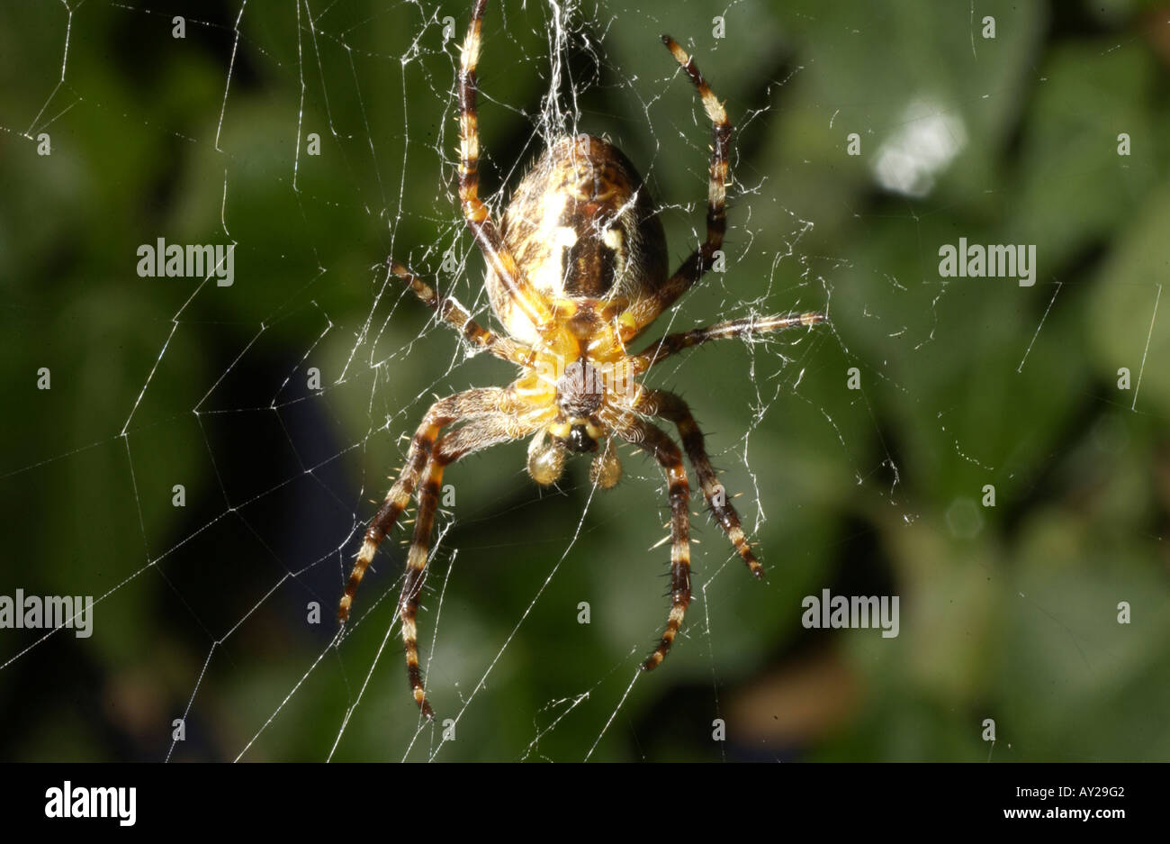 Fat body spider hi-res stock photography and images - Alamy