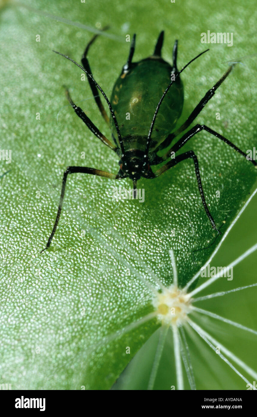 Cactus aphid hires stock photography and images Alamy