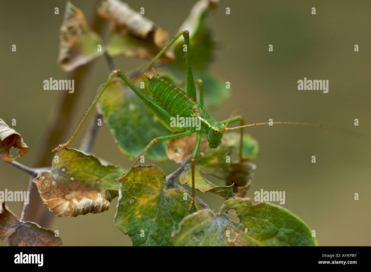Greenfly or Aphid Stock Photo Alamy