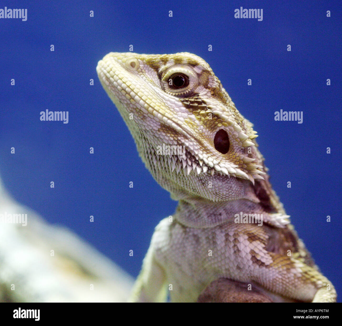 Bearded Dragon lizard Stock Photo Alamy
