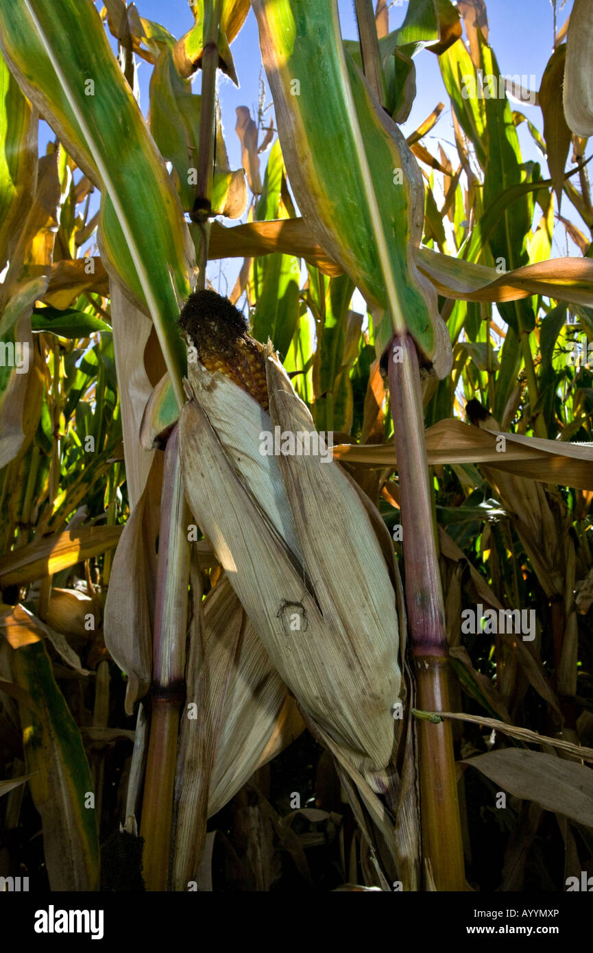 King of corn hires stock photography and images Alamy