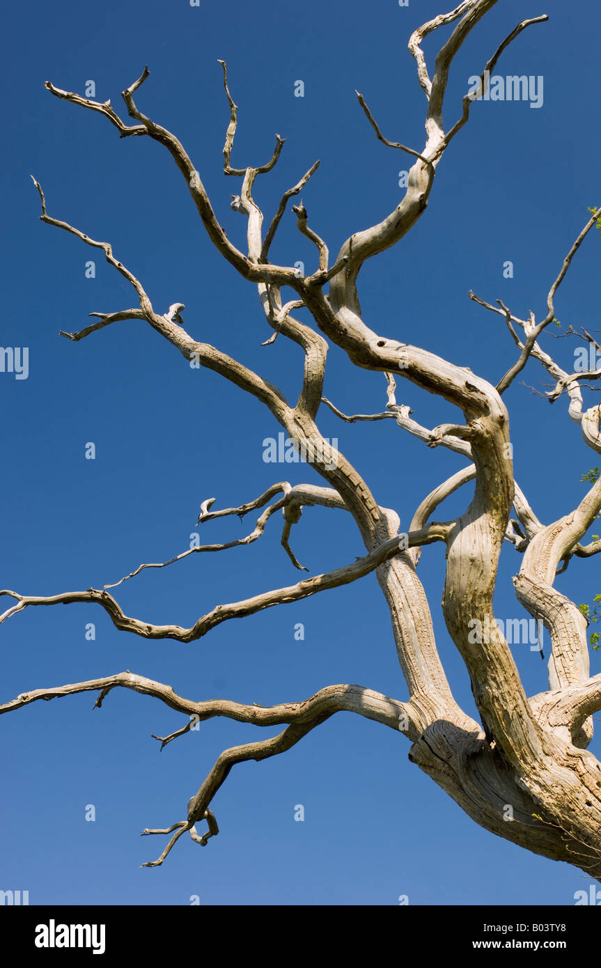 Dead oak trees hires stock photography and images Alamy