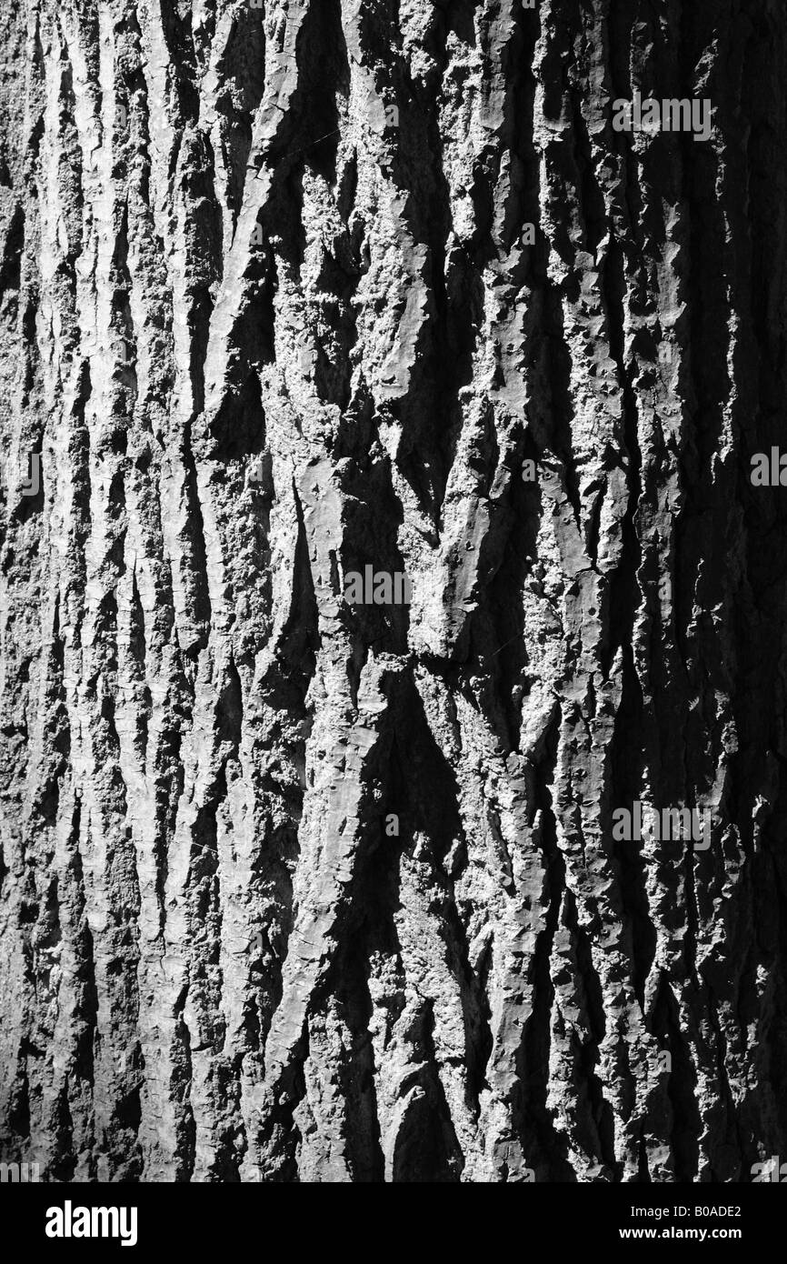 B/W tree bark Stock Photo Alamy