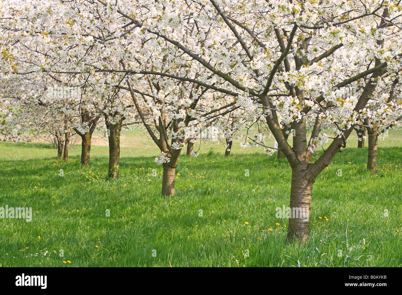 Cherry trees blooming Stock Photo Alamy
