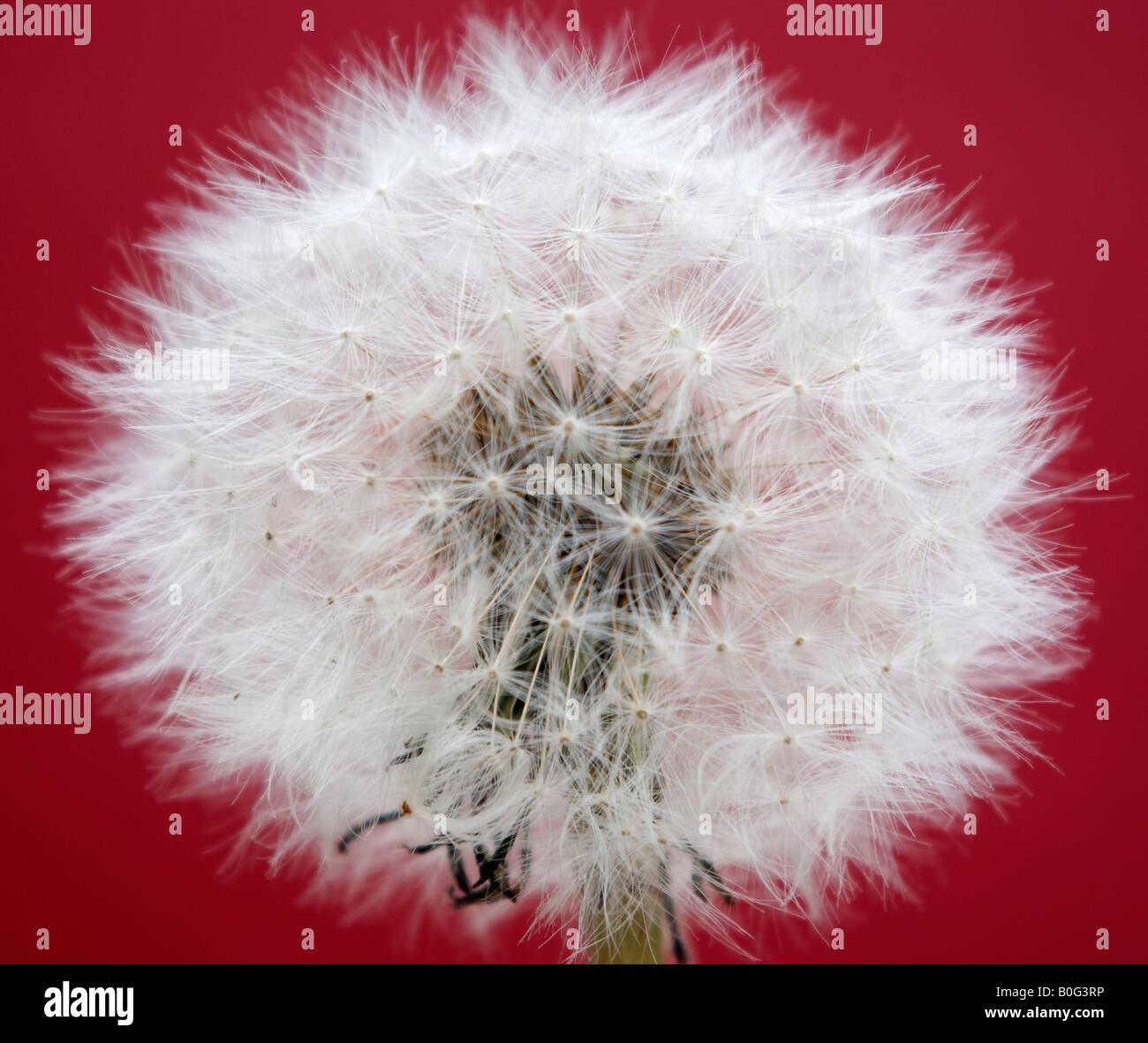 Dandylion clock hires stock photography and images Alamy