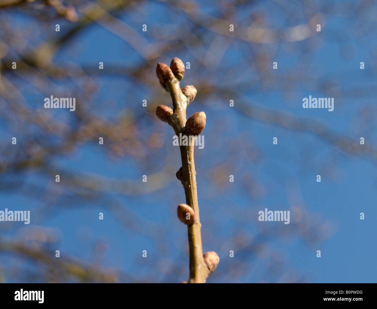 Oak leaf buds hires stock photography and images Alamy