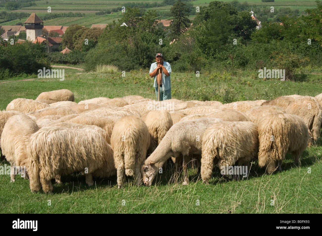Shepherd Stock Photo - Alamy