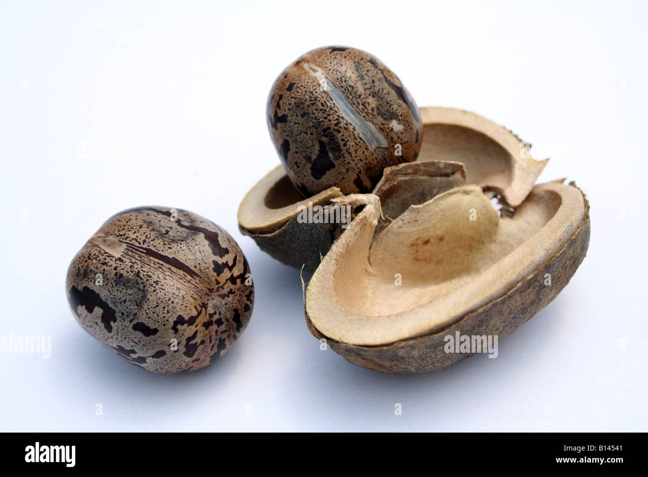 Rubber Tree Seeds at Bernice Kilmer blog