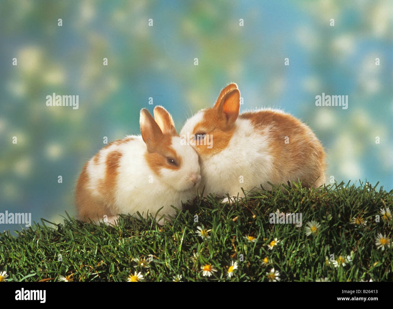 two dwarf rabbits Stock Photo Alamy