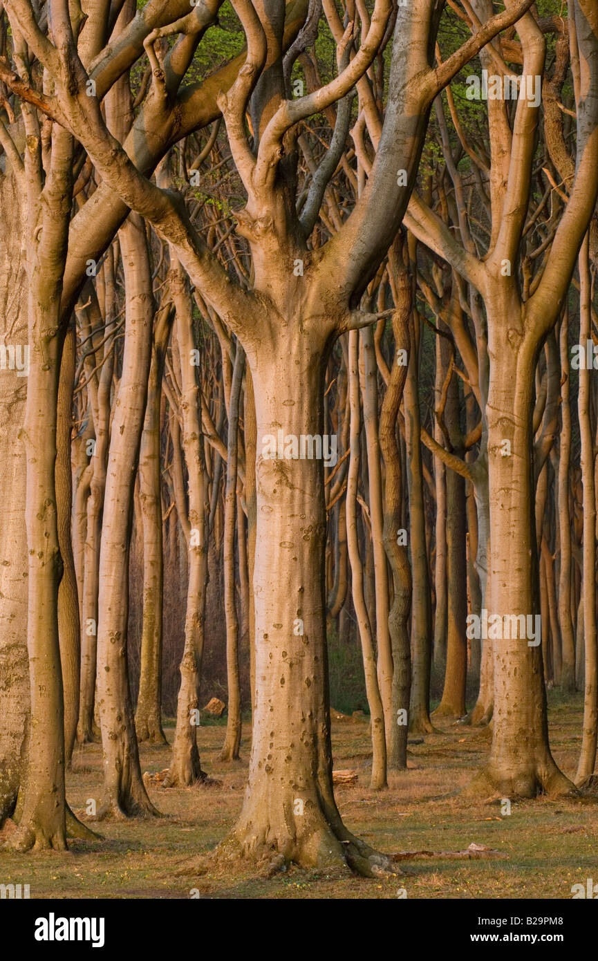 Beech / Ghost Forest Stock Photo Alamy