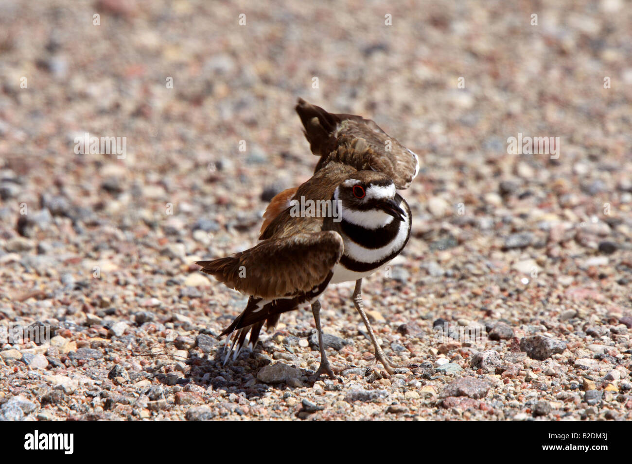Killdeer doing its broken wing act Stock Photo Alamy