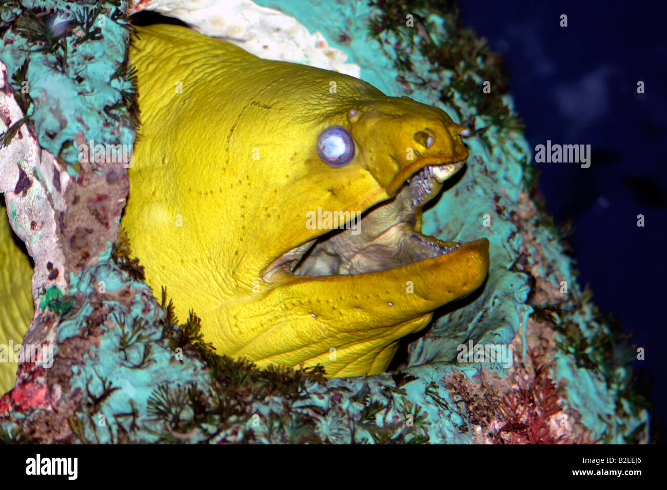 Moray eel burro hires stock photography and images Alamy