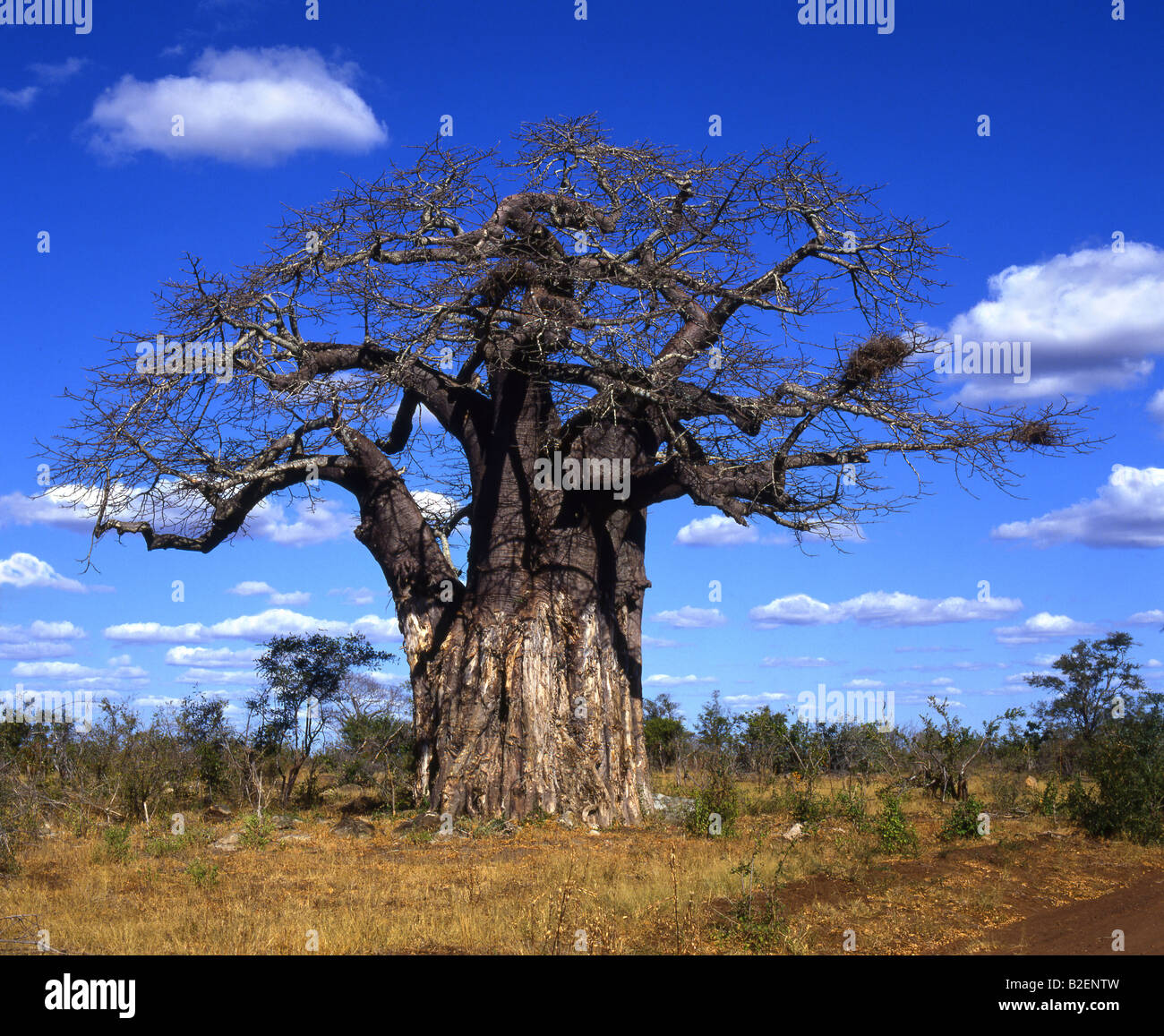 Old Baobab Tree Stock Photo Alamy