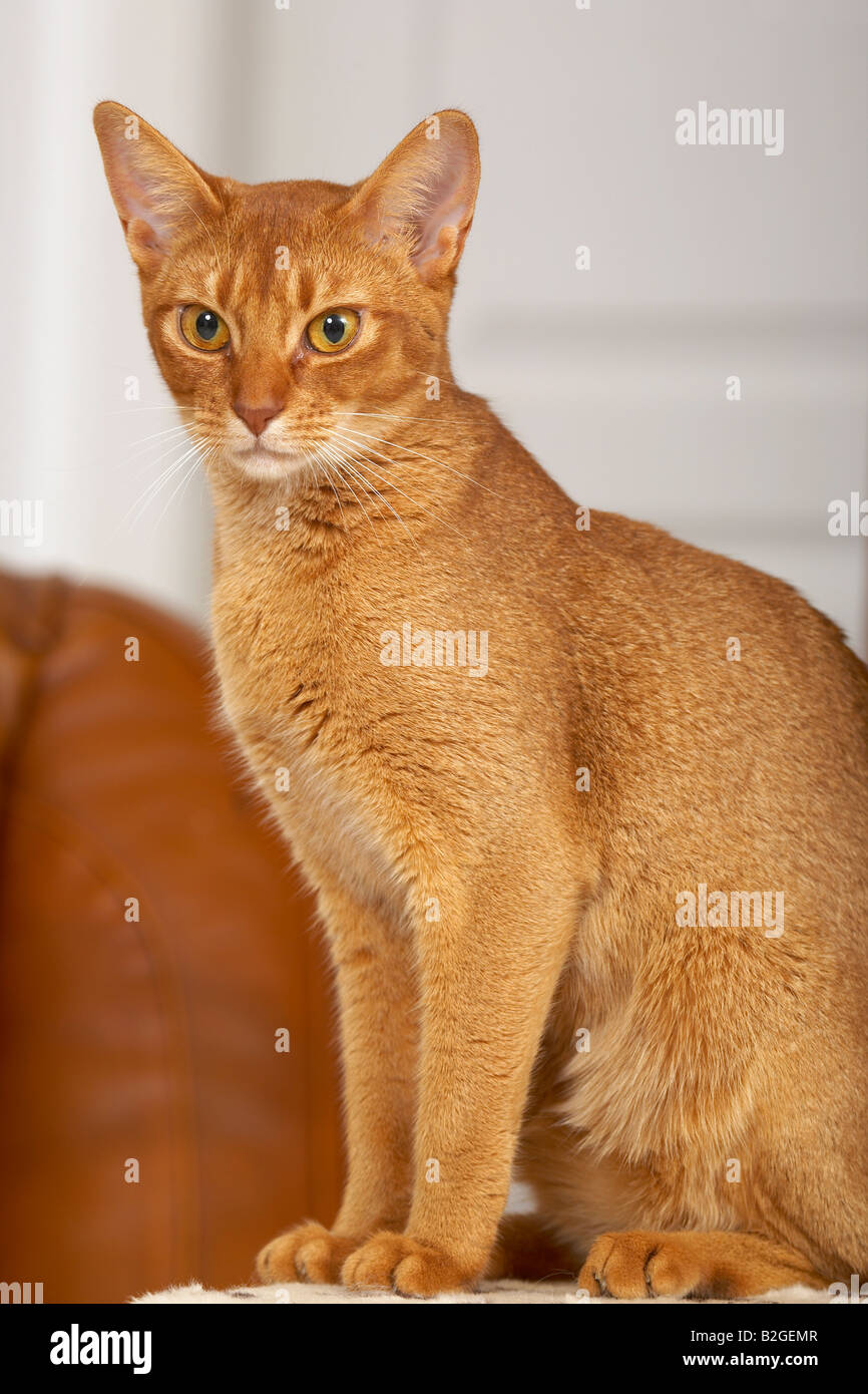 Abyssinian hires stock photography and images Alamy