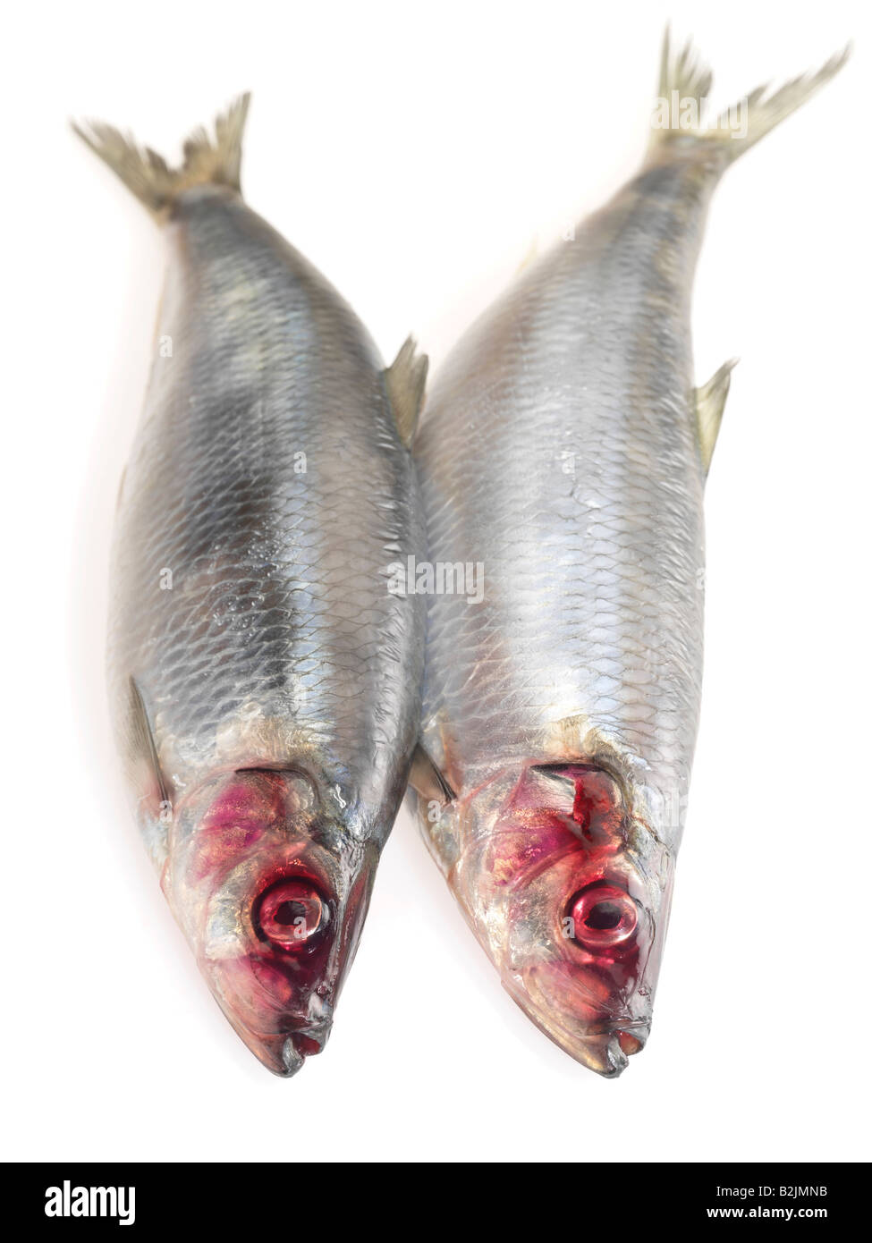 Herring hires stock photography and images Alamy