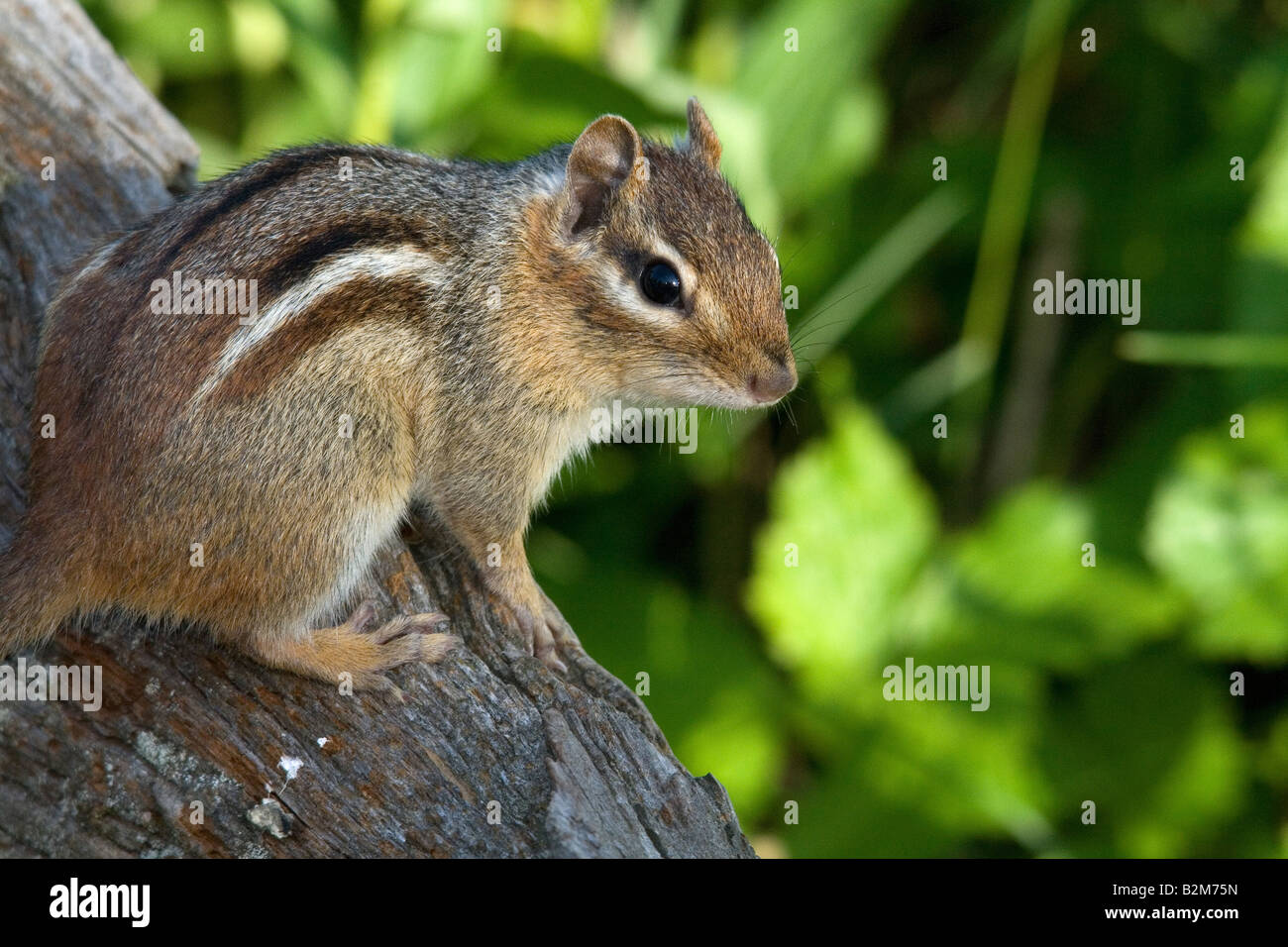 Eastern american chipmunk tamias striatus hires stock photography and