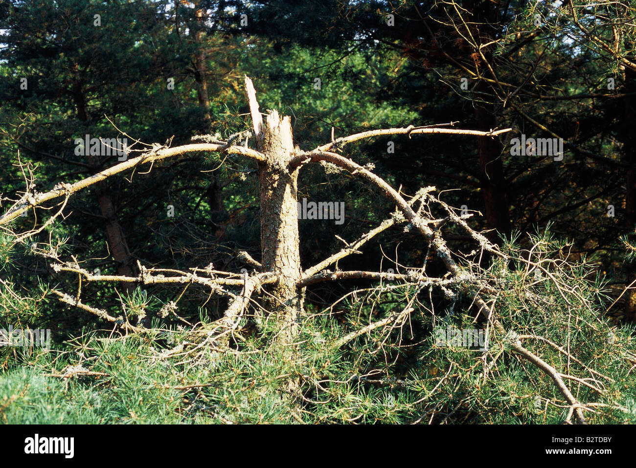 Dead Pine Tree Trunk High Resolution Stock Photography and Images Alamy