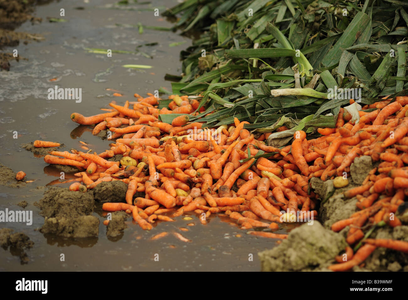 Throw rotten vegetables hires stock photography and images Alamy