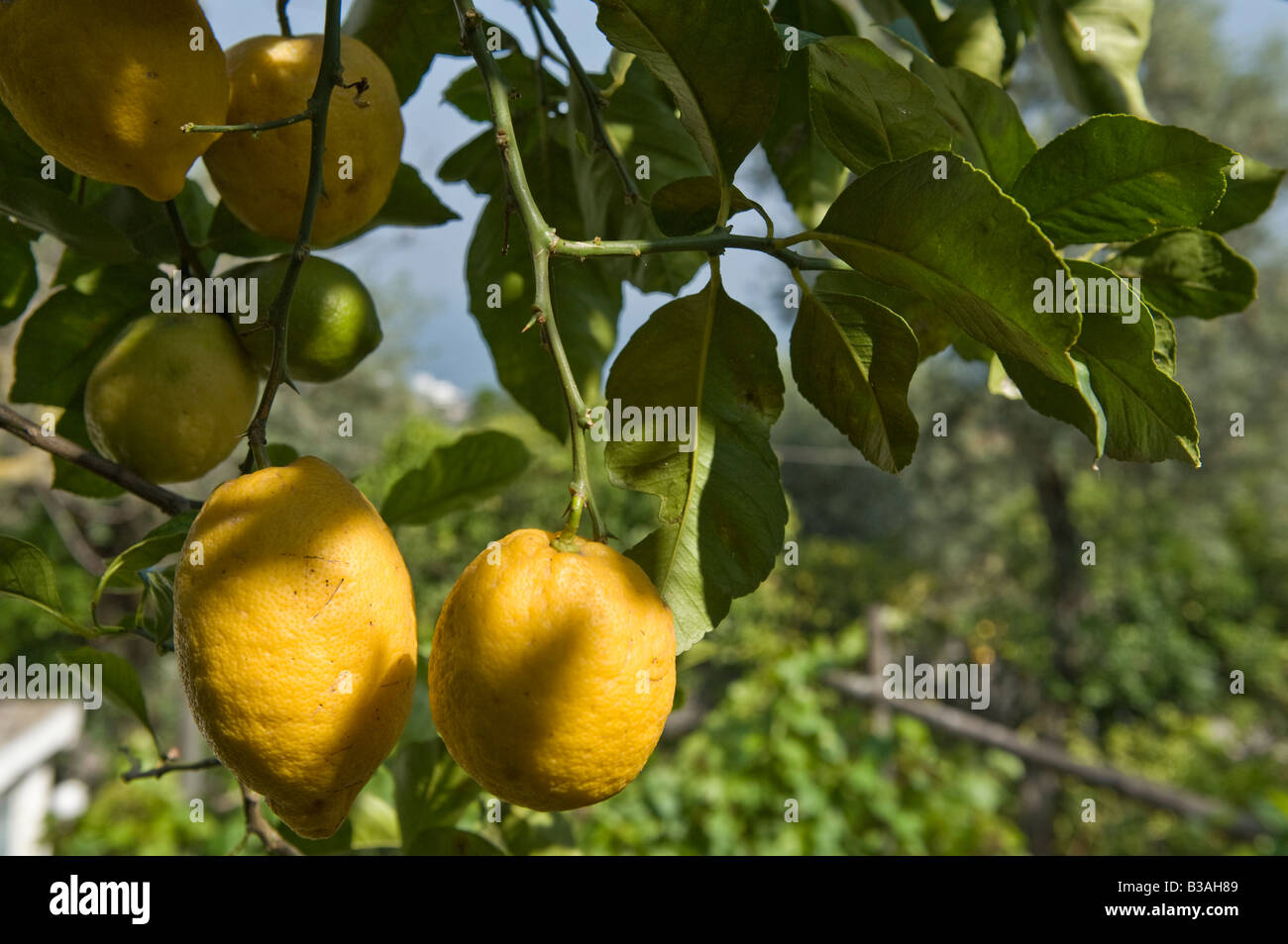 Sorrento lemon tree hires stock photography and images Alamy