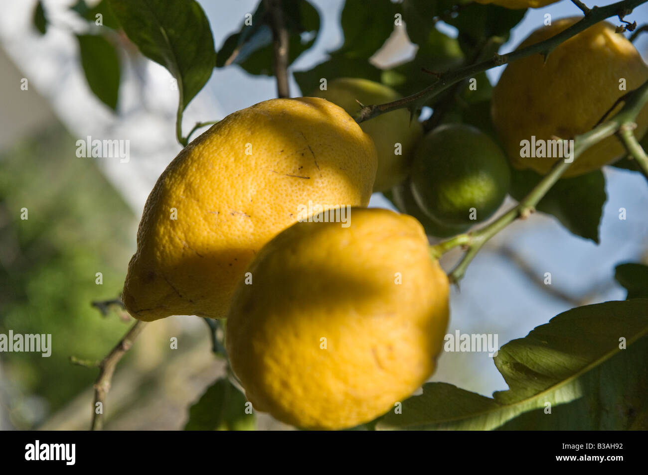 Sorrento lemon tree hires stock photography and images Alamy